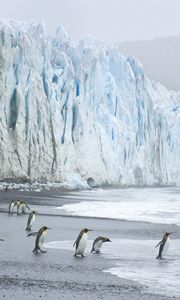 Preview wallpaper royal penguins, coast, ocean, ice