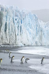 Preview wallpaper royal penguins, coast, ocean, ice