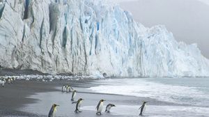 Preview wallpaper royal penguins, coast, ocean, ice