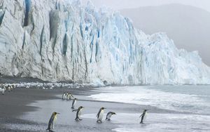 Preview wallpaper royal penguins, coast, ocean, ice