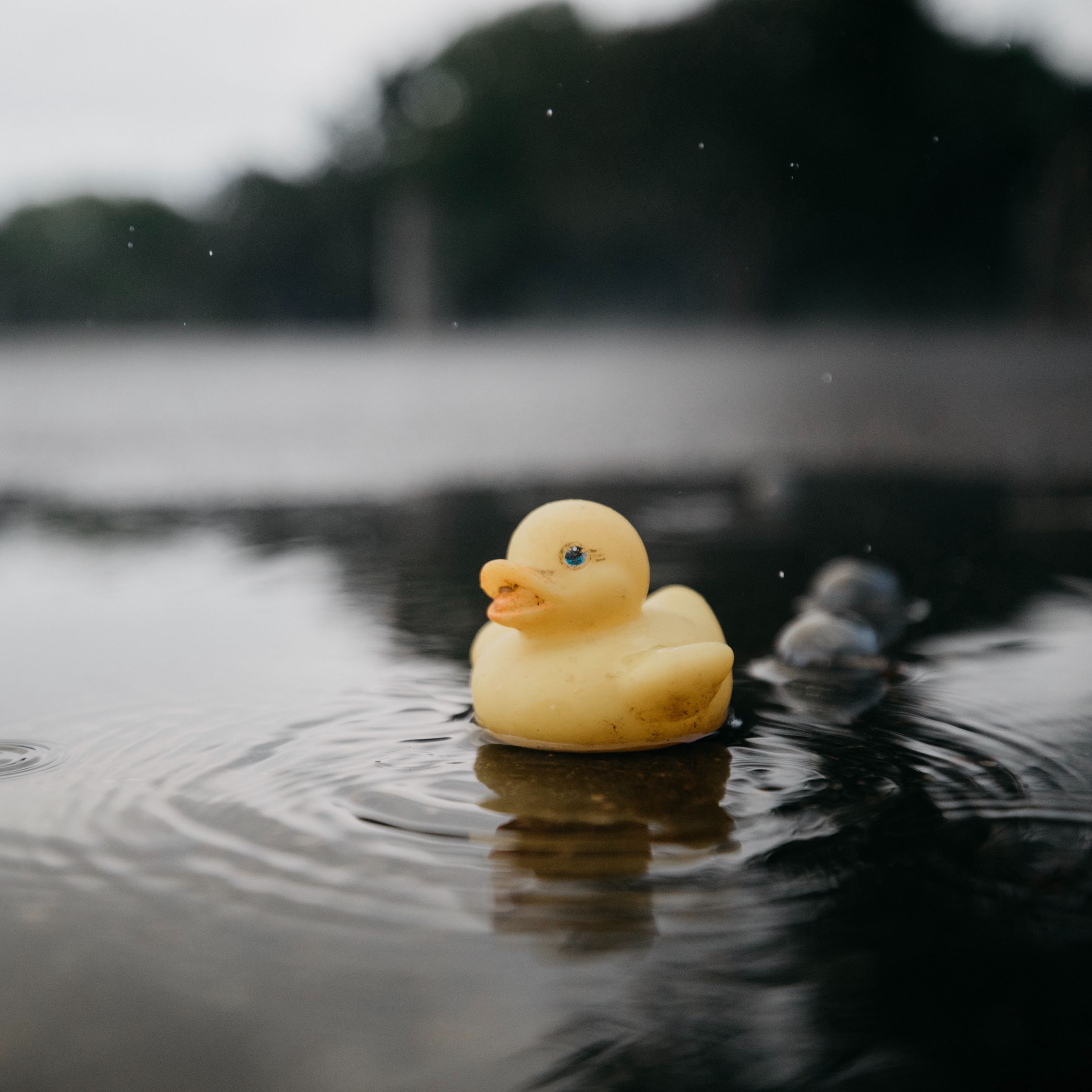 Rubber Ducky Wallpapers  Wallpaper Cave