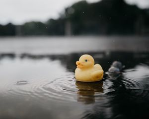 Preview wallpaper rubber duck, duck, toy, puddle, water