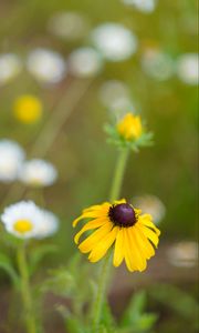 Preview wallpaper rudbeckia, flower, blur, petals