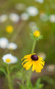 Preview wallpaper rudbeckia, flower, blur, petals