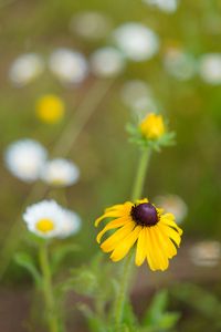 Preview wallpaper rudbeckia, flower, blur, petals