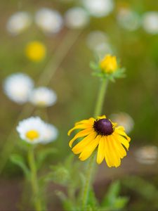 Preview wallpaper rudbeckia, flower, blur, petals