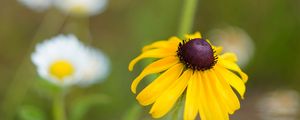 Preview wallpaper rudbeckia, flower, blur, petals