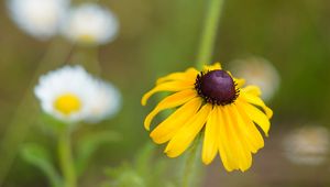 Preview wallpaper rudbeckia, flower, blur, petals