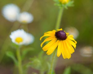 Preview wallpaper rudbeckia, flower, blur, petals