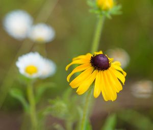 Preview wallpaper rudbeckia, flower, blur, petals