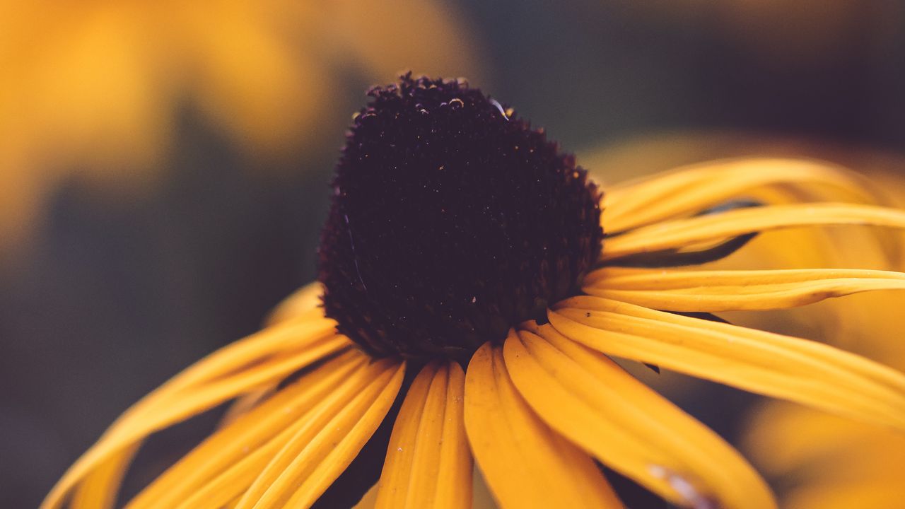 Wallpaper rudbeckia, flower, blur, yellow