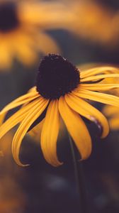 Preview wallpaper rudbeckia, flower, blur, yellow