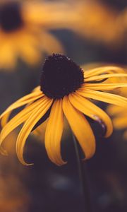 Preview wallpaper rudbeckia, flower, blur, yellow