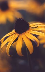 Preview wallpaper rudbeckia, flower, blur, yellow