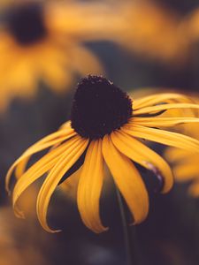 Preview wallpaper rudbeckia, flower, blur, yellow