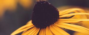 Preview wallpaper rudbeckia, flower, blur, yellow