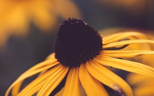 Preview wallpaper rudbeckia, flower, blur, yellow