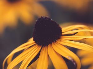 Preview wallpaper rudbeckia, flower, blur, yellow