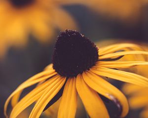 Preview wallpaper rudbeckia, flower, blur, yellow