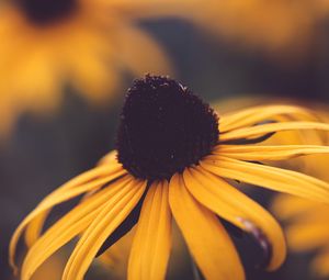 Preview wallpaper rudbeckia, flower, blur, yellow