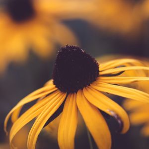 Preview wallpaper rudbeckia, flower, blur, yellow