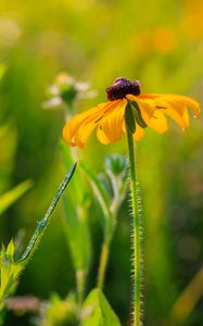 Preview wallpaper rudbeckia, flower, blur, petals, macro, yellow