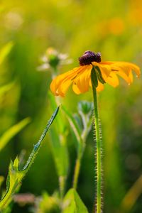 Preview wallpaper rudbeckia, flower, blur, petals, macro, yellow