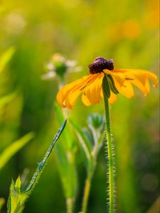 Preview wallpaper rudbeckia, flower, blur, petals, macro, yellow