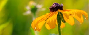 Preview wallpaper rudbeckia, flower, blur, petals, macro, yellow