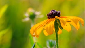 Preview wallpaper rudbeckia, flower, blur, petals, macro, yellow