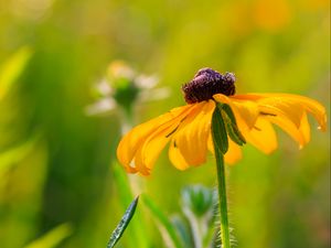 Preview wallpaper rudbeckia, flower, blur, petals, macro, yellow