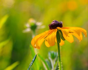 Preview wallpaper rudbeckia, flower, blur, petals, macro, yellow