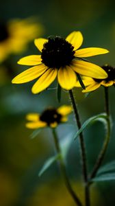 Preview wallpaper rudbeckia, flower, petals, blur, plant