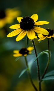 Preview wallpaper rudbeckia, flower, petals, blur, plant