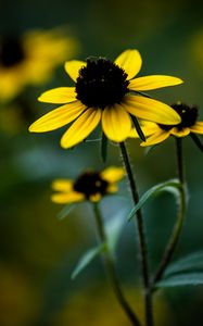 Preview wallpaper rudbeckia, flower, petals, blur, plant