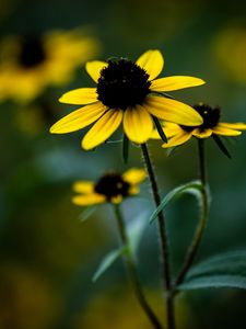 Preview wallpaper rudbeckia, flower, petals, blur, plant