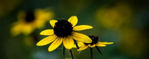 Preview wallpaper rudbeckia, flower, petals, blur, plant