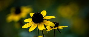 Preview wallpaper rudbeckia, flower, petals, blur, plant