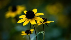 Preview wallpaper rudbeckia, flower, petals, blur, plant