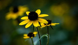 Preview wallpaper rudbeckia, flower, petals, blur, plant