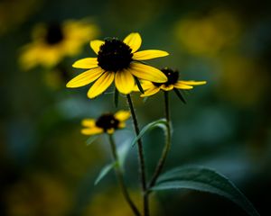 Preview wallpaper rudbeckia, flower, petals, blur, plant