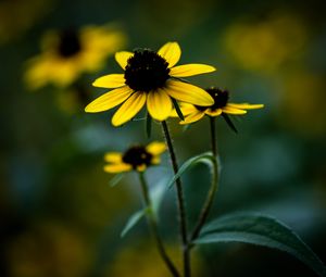 Preview wallpaper rudbeckia, flower, petals, blur, plant