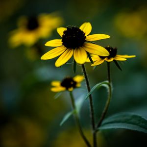 Preview wallpaper rudbeckia, flower, petals, blur, plant