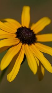 Preview wallpaper rudbeckia, flower, petals, plant, nature, macro, background