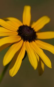 Preview wallpaper rudbeckia, flower, petals, plant, nature, macro, background