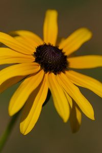 Preview wallpaper rudbeckia, flower, petals, plant, nature, macro, background