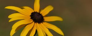 Preview wallpaper rudbeckia, flower, petals, plant, nature, macro, background