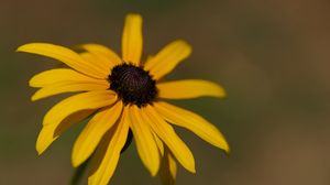 Preview wallpaper rudbeckia, flower, petals, plant, nature, macro, background