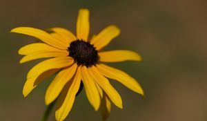 Preview wallpaper rudbeckia, flower, petals, plant, nature, macro, background