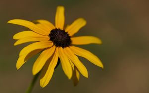 Preview wallpaper rudbeckia, flower, petals, plant, nature, macro, background